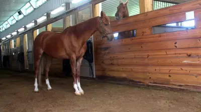 Arena Footing and Horse Bedding Photo