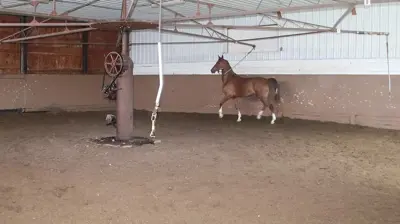 Arena Footing Example Photo