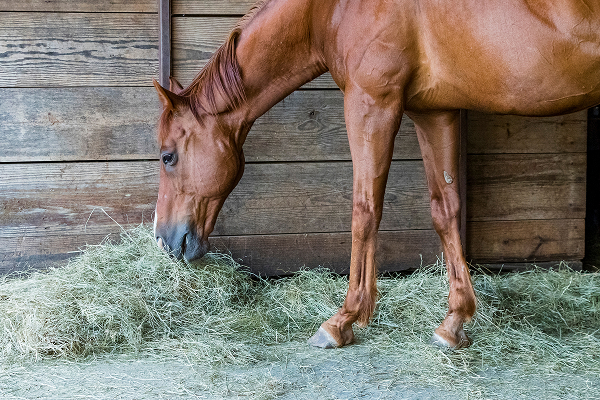 Horse Bedding